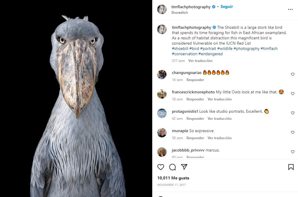 retratos-aves-raras-Picozapato (vulnerable a la extinción)