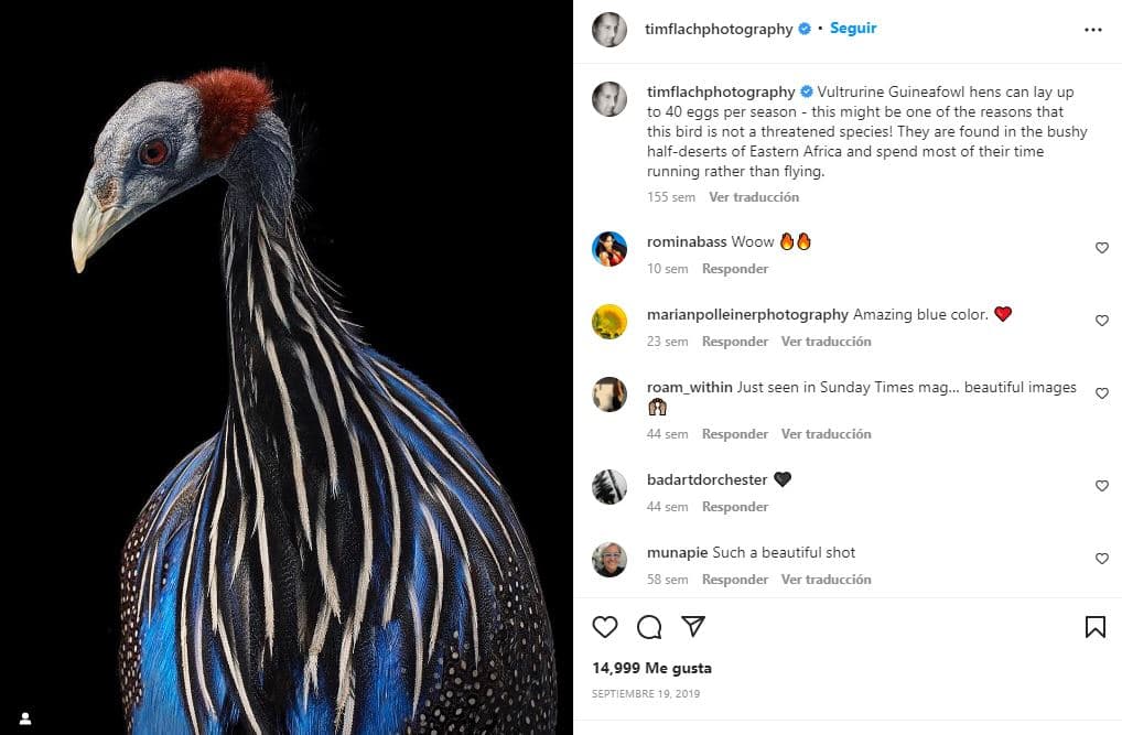 retratos-aves-raras-Pintada vulturina