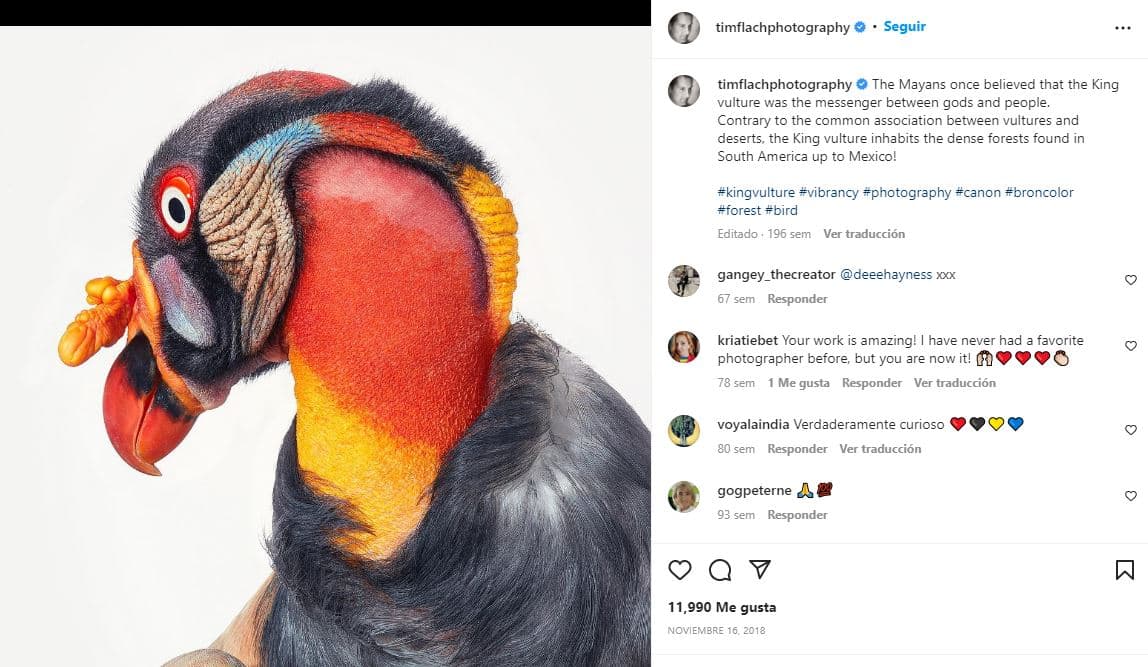 retratos-aves-raras-Sarcoramphus papa - cóndor de la selva