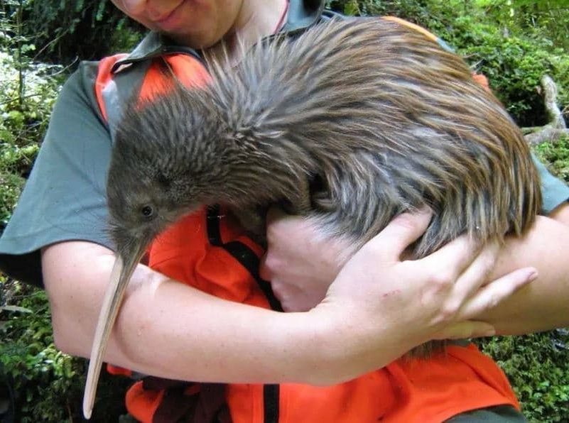 Aves exóticas, reino das aves, kiwi, Apteryx australis