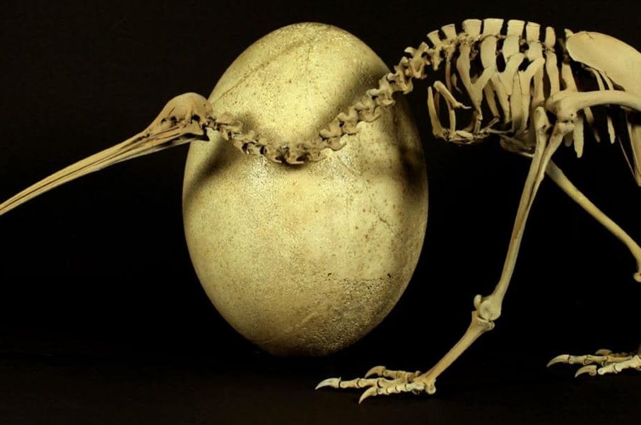 Aves exóticas, reino das aves, kiwi, Apteryx australis
