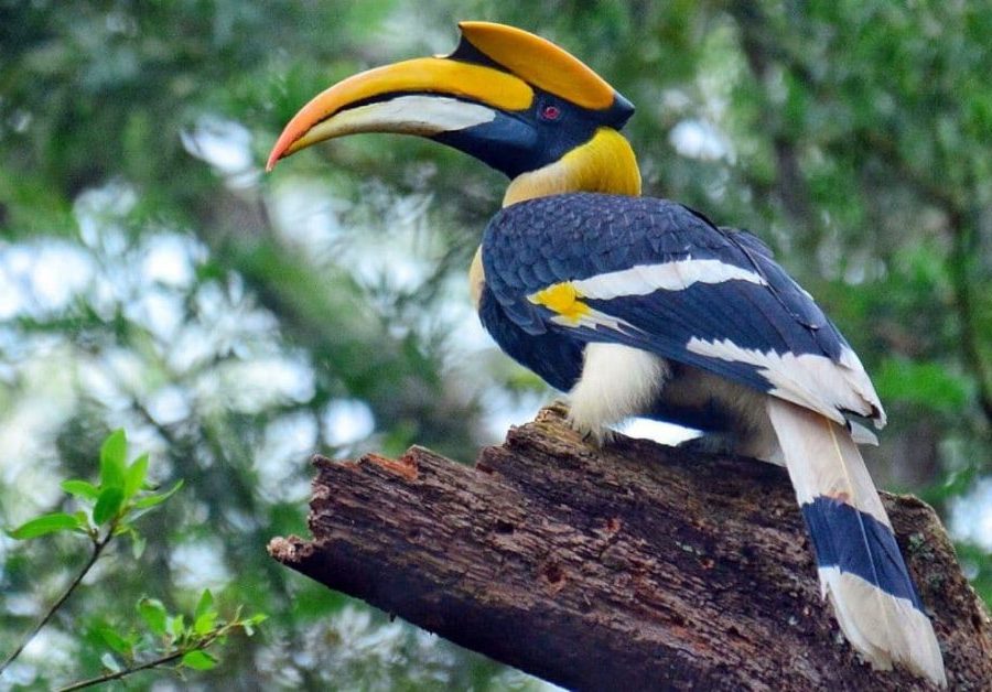 Espécies de Aves com Bicos Incríveis, Buceros Bicornis