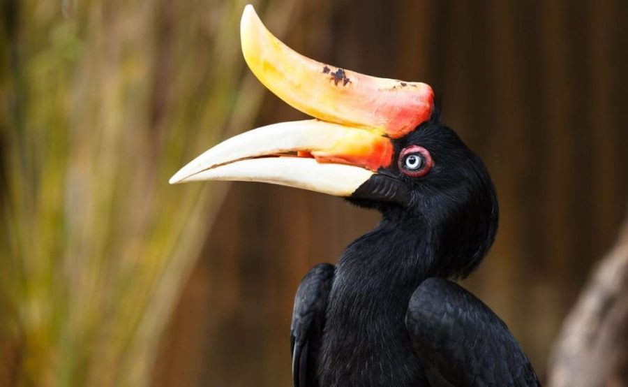 Espécies de Aves com Bicos Incríveis, Bucerotinae