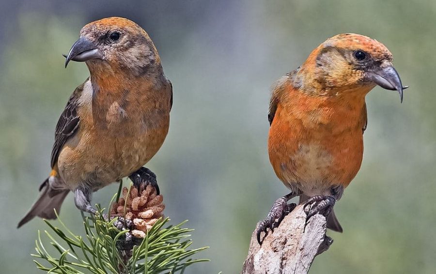 Espécies de Aves com Bicos Incríveis, Loxia curvirostra