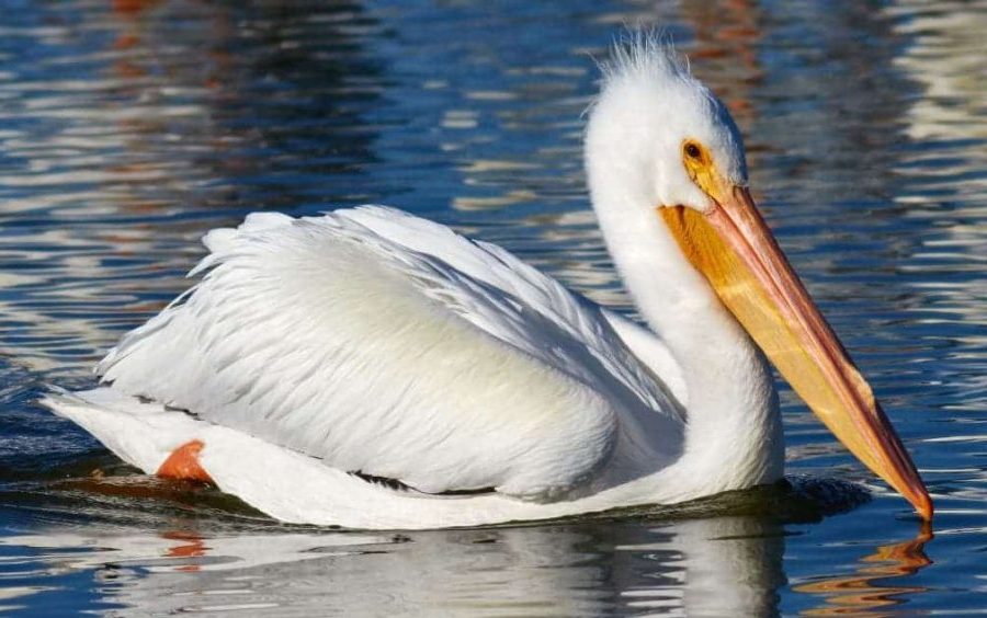 Espécies de Aves com Bicos Incríveis, Pelecanus erythrorhynchos