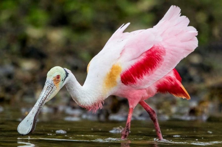 Espécies de Aves com Bicos Incríveis, Platalea ajaja