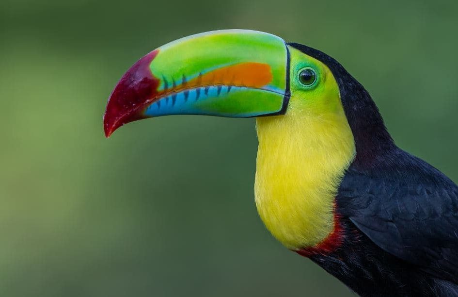 Espécies de Aves com Bicos Incríveis, Ramphastos sulfuratus