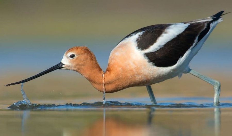 Espécies de Aves com Bicos Incríveis, Recurvirostra americana