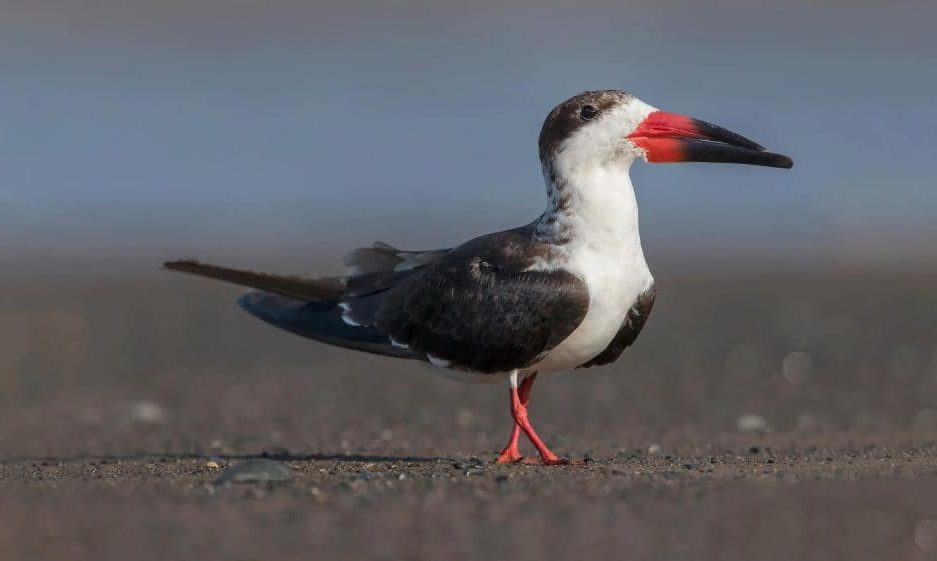 Espécies de Aves com Bicos Incríveis, Rynchopidae