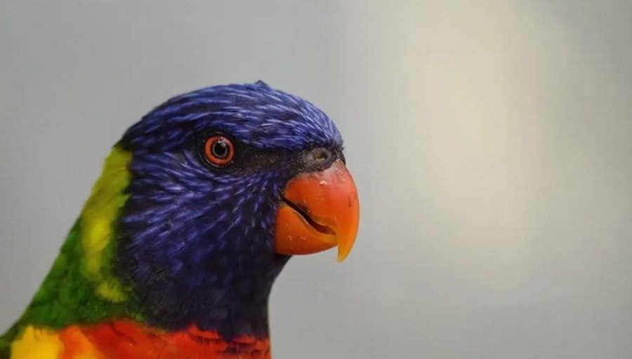 Papagaio arco da íris
