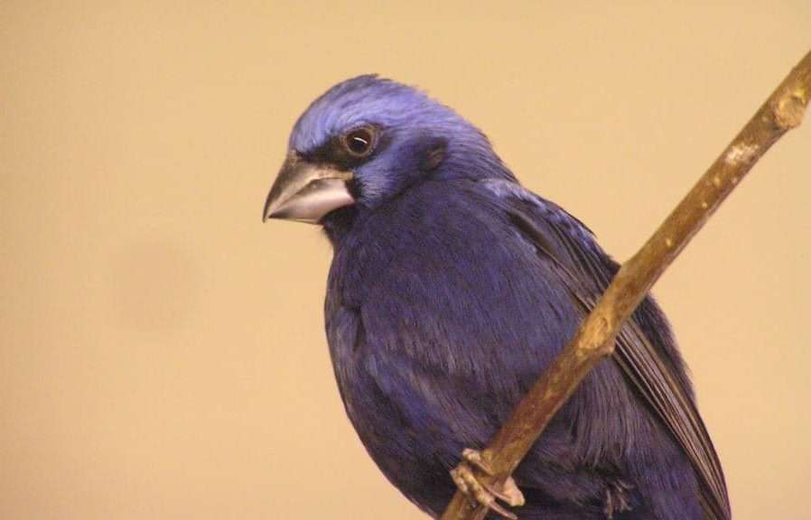 Pássaros brasileiros com cantos maravilhosos, Azulão , Cyanocompsa brissonii