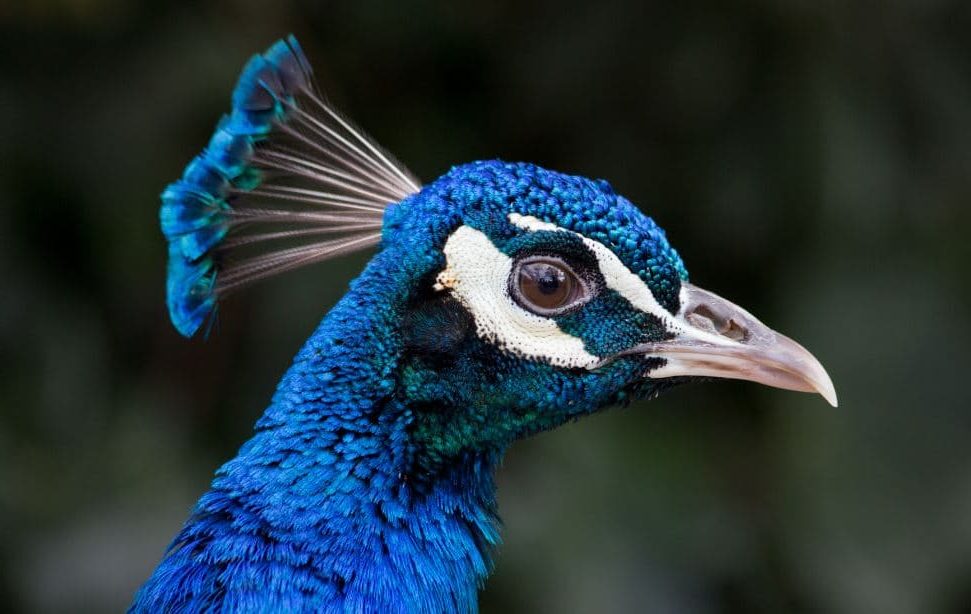 Pavo cristatus, Pavão comum
