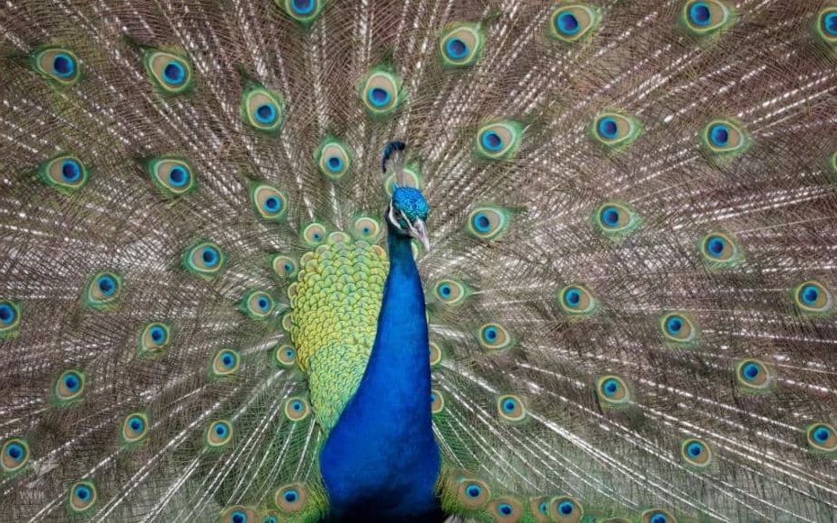 Pavo cristatus, Pavão comum