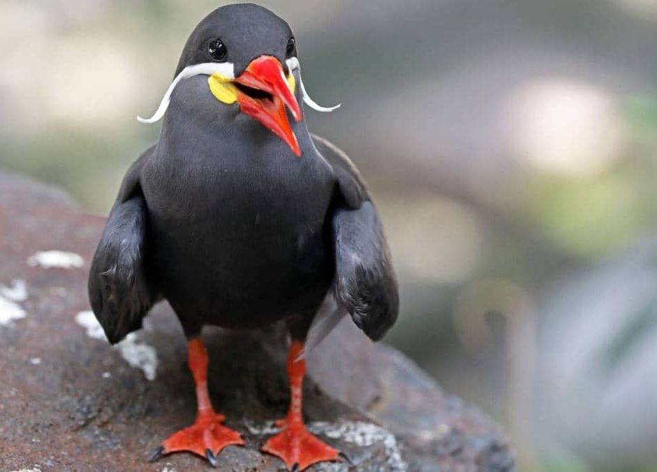 Andorinha-do-mar Inca (Larosterna inca)