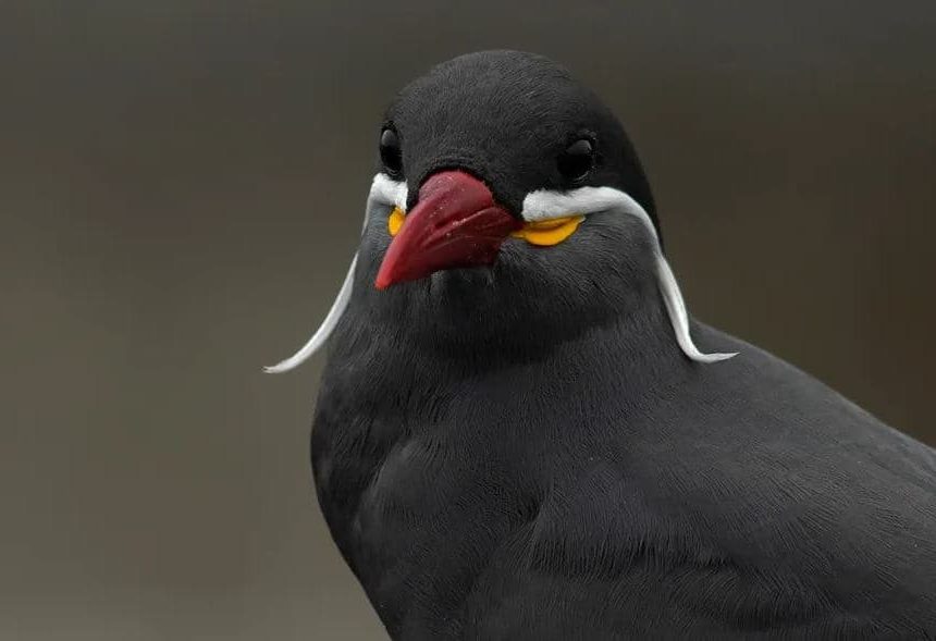 Andorinha-do-mar Inca (Larosterna inca)