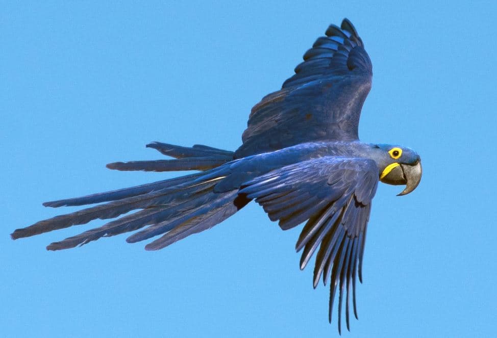 Arara do Lear (Anodorhynchus leari)