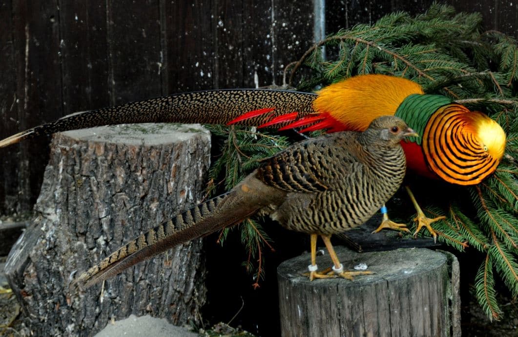 Faisão dourado (Chrysolophus pictus)