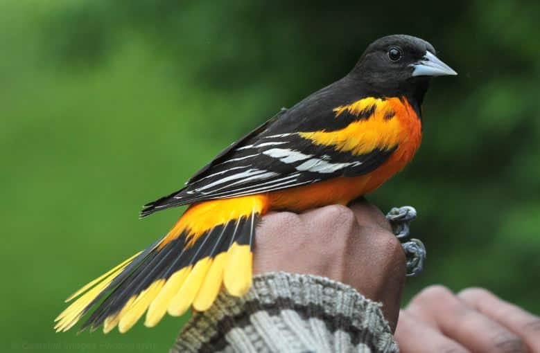 Oriol do Norte (Icterus galbula), As aves mais caras da história