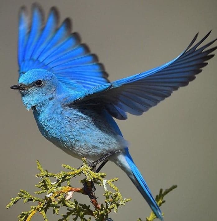 Sialia currucoides, As aves mais caras da história