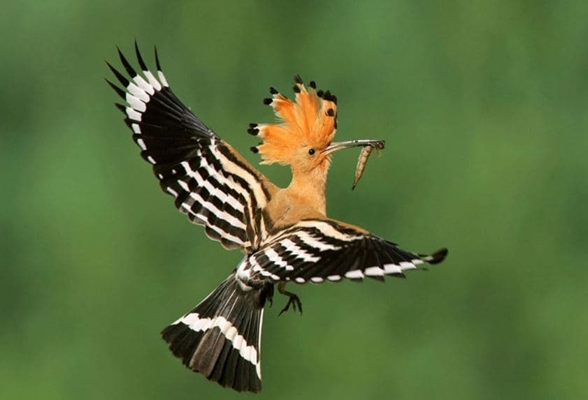 Upúpidos (Upupidae)