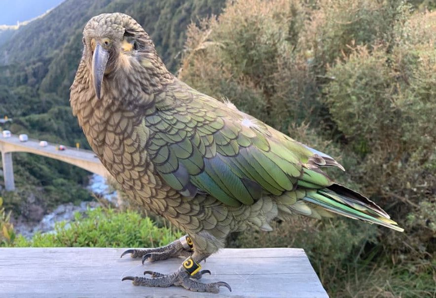 kea, Nestor notabilis
