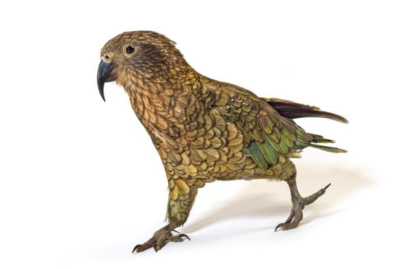 kea, Nestor notabilis