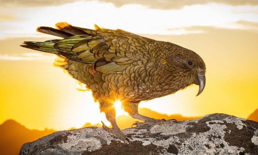 kea, Nestor notabilis