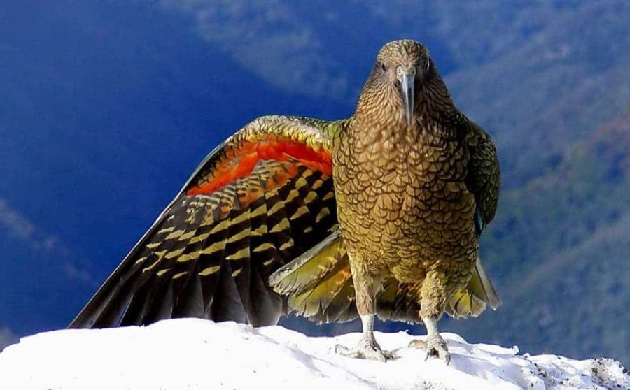 kea, Nestor notabilis