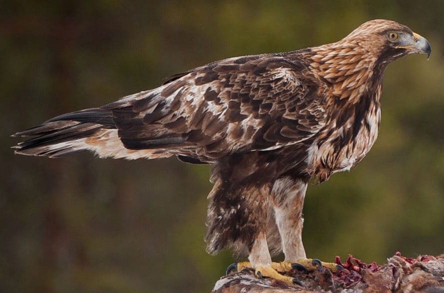Aguia Dourada (Aquila chrysaetos)