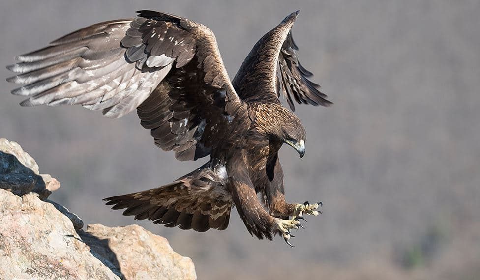 Aguia Dourada (Aquila chrysaetos)