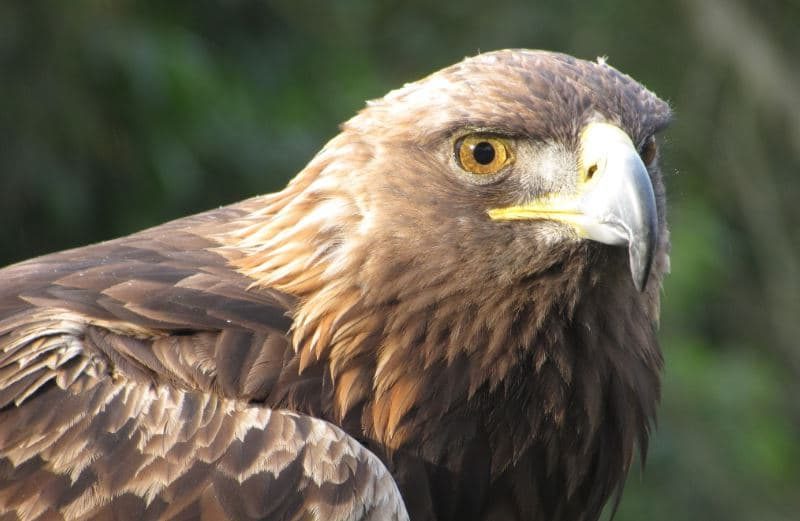 Aguia Dourada (Aquila chrysaetos)