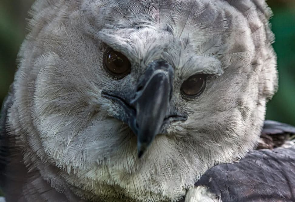 Águia harpia (Harpia harpyja), reino das aves