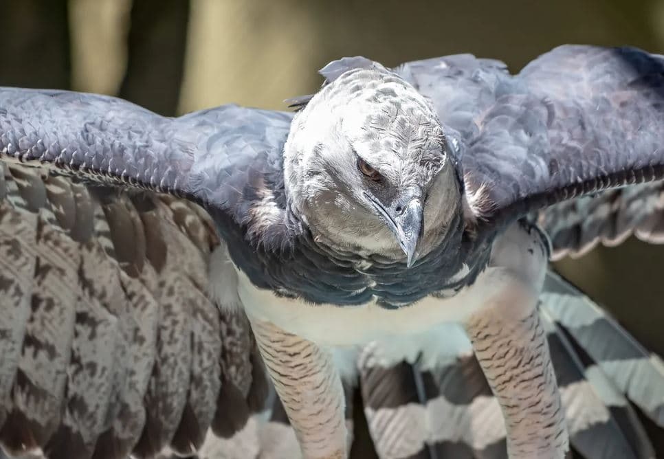 Águia harpia (Harpia harpyja), reino das aves