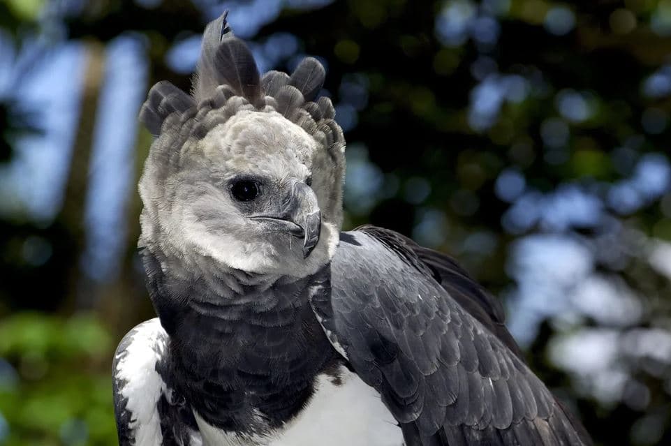 Águia harpia (Harpia harpyja), reino das aves