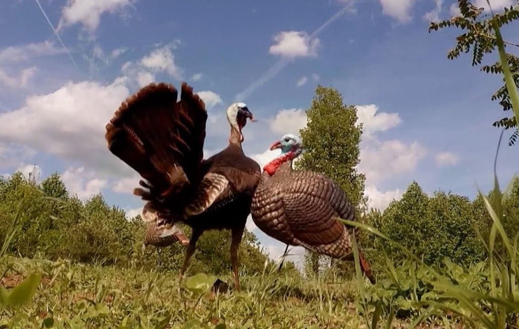 Bourbon de peru vermelho