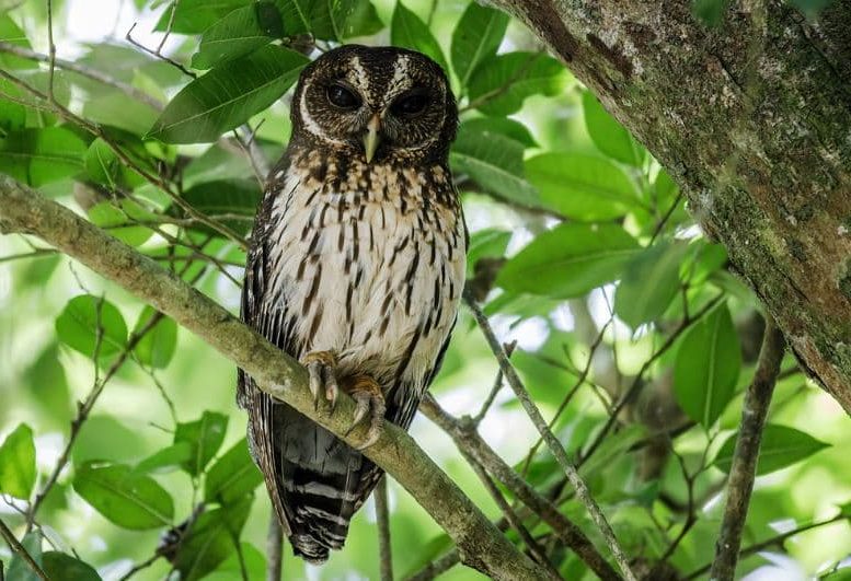 Cárabo Preto Strix huhula