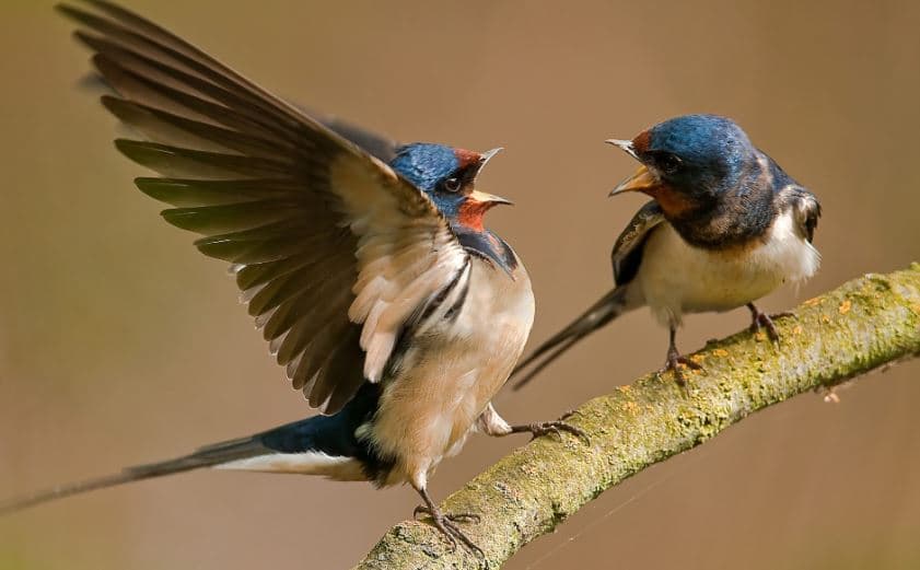 Características das Andorinhas (Hirundo rustica)