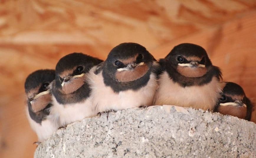 Características das Andorinhas (Hirundo rustica)