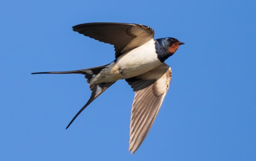 Características das Andorinhas (Hirundo rustica)