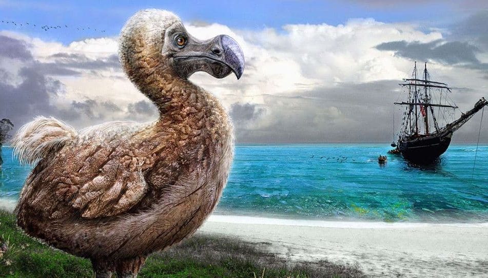 Dodo