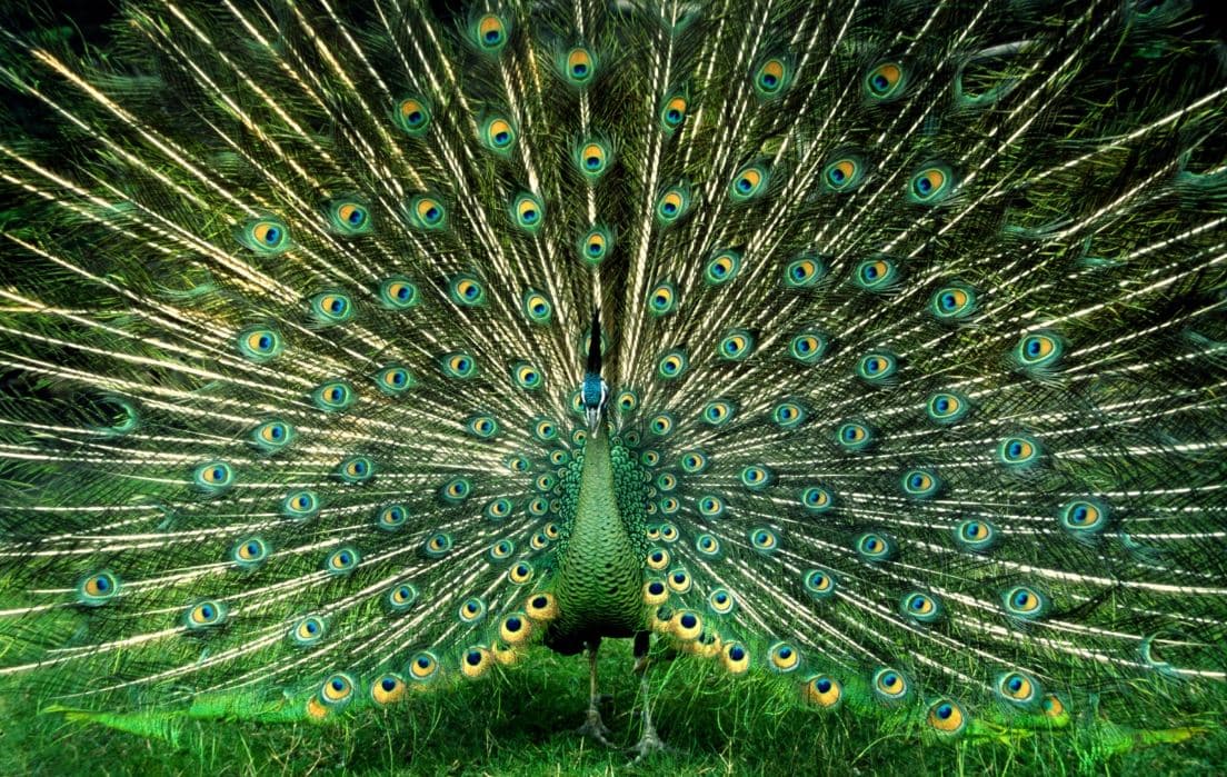 Pavão de pescoço verde (Pavo muticus)