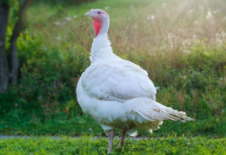 Peru branco holandês Beltsville 