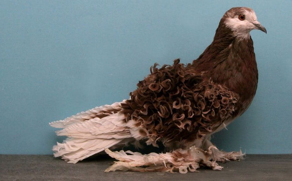 Pombo Frillback (Columba livia domestica)