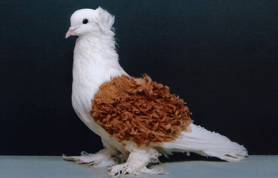 Pombo Frillback (Columba livia domestica)