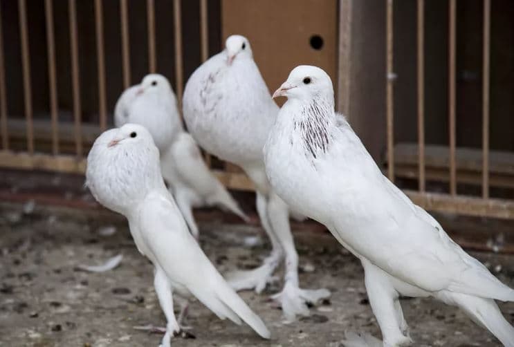 Pombo pounter ingles