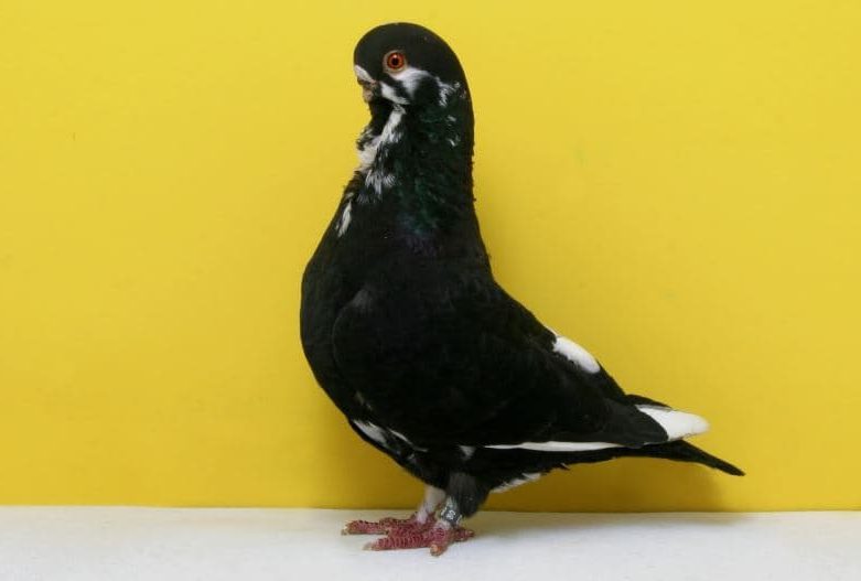 Pombos Coruja Africana (African Owl Pigeons)