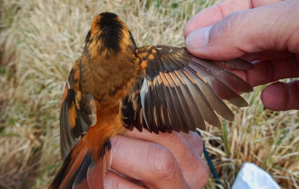 aphrastura subantarctica