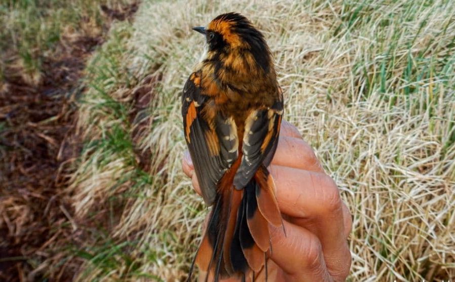 aphrastura subantarctica