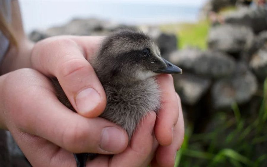 Eider, As penas de pássaros mais caras do mundo