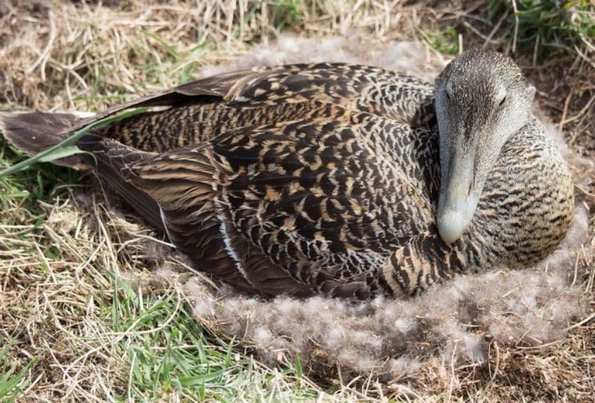 Eider, As penas de pássaros mais caras do mundo